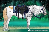 Horse Color:Watercolor Liver Chestnut Appaloosa 