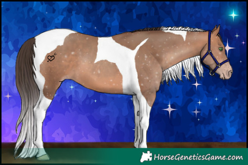 Horse Color:Amber Champagne Tobiano 