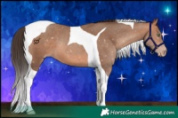 Horse Color:Amber Champagne Tobiano 