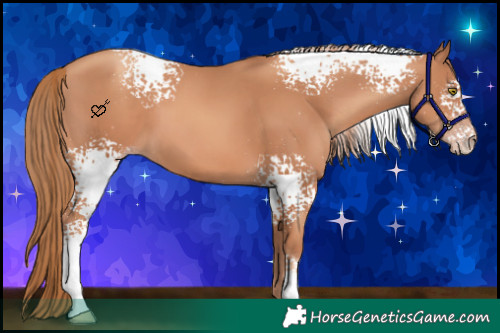 Horse Color:White Spotted Gold Champagne