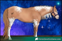 Horse Color:White Spotted Gold Champagne 