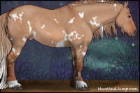 Horse Color:White Spotted Red Dun Rabicano 