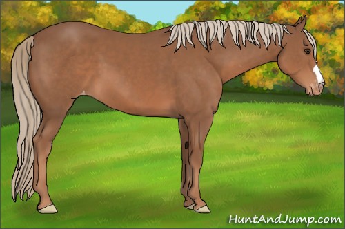 Horse Color:Chestnut Appaloosa 