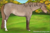 Horse Color:Liver Red Dun Roan 