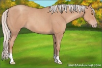 Horse Color:Silver Classic Champagne