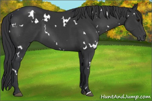 Horse Color:White Spotted Black 