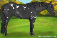 Horse Color:White Spotted Black 