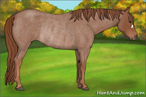 Horse Color:Red Roan Rabicano 