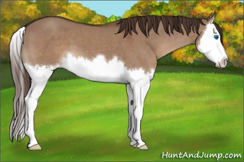 Horse Color:Liver Red Dun Splash