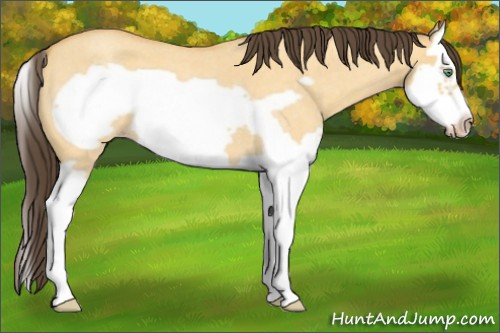 Horse Color:Amber Cream Champagne Roan Dun Splash Frame 