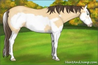 Horse Color:Amber Cream Champagne Roan Dun Splash Frame