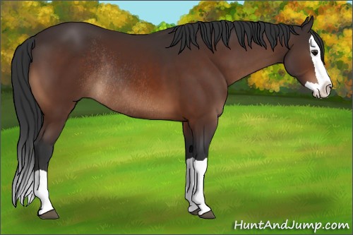 Horse Color:Bay Splash Rabicano 