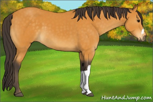 Horse Color:Buckskin