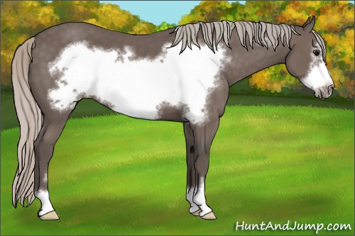 Horse Color:Silver Black Sabino Frame 