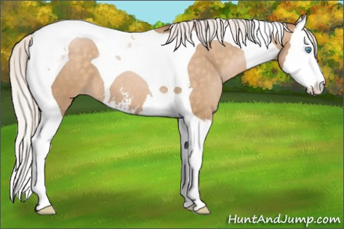 Horse Color:Silver Buckskin Pearl Sabino Splash Tobiano 