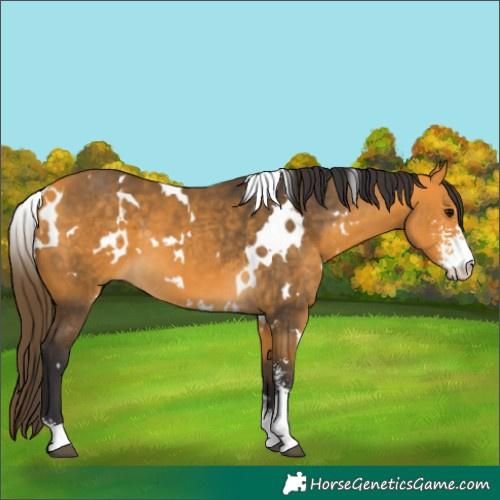 Horse Color:White Spotted Buckskin Sabino 