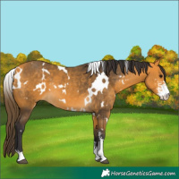 Horse Color:White Spotted Buckskin Sabino
