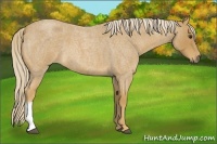 Horse Color:Palomino Roan 