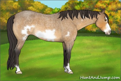 Horse Color:Buckskin Roan Frame 