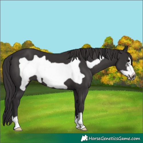 Horse Color:Smoky Black Frame 