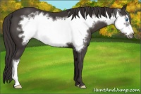 Horse Color:Smoky Black Frame 