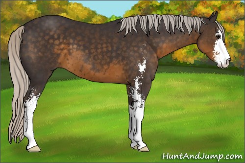 Horse Color:Silver Smoky Black Sabino 