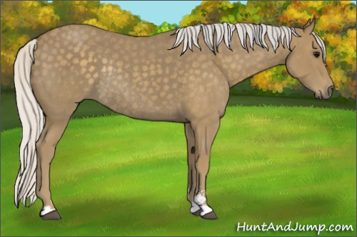 Horse Color:Silver Smoky Blue Roan Sabino Rabicano 