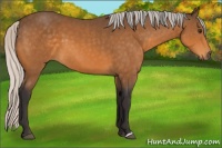 Horse Color:Silver Buckskin 