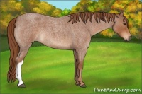 Horse Color:Red Roan 