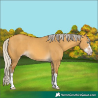 Horse Color:Gray Silver Amber Cream Champagne Dun Sabino 