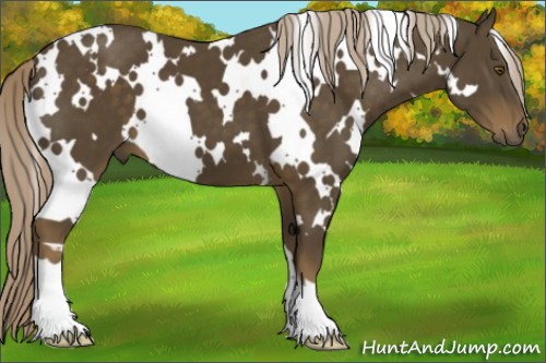 Horse Color:White Spotted Chocolate Palomino 