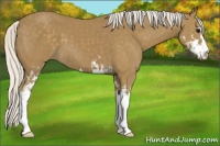 Horse Color:Silver Smoky Black Sabino 