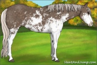 Horse Color:Silver Black Sabino