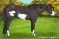 Horse Color:Smoky Black Frame 