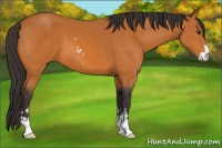 Horse Color:Buckskin Sabino