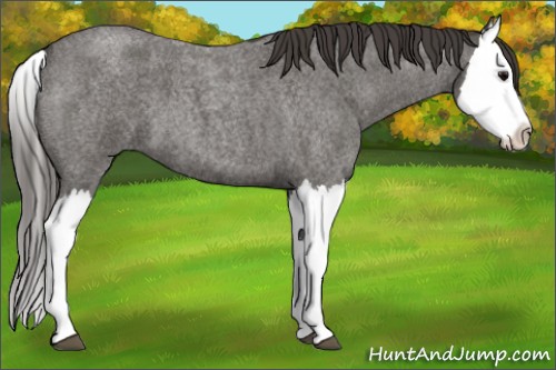 Horse Color:Smoky Blue Roan Splash