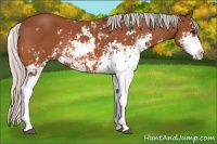 Horse Color:Silver Bay Sabino 
