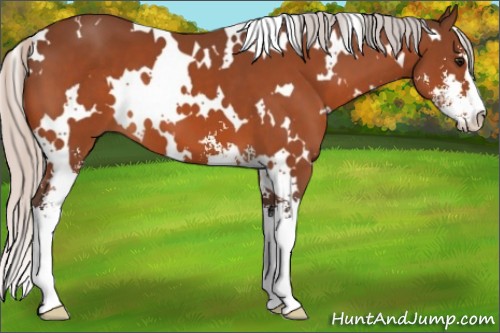 Horse Color:White Spotted Silver Bay Sabino