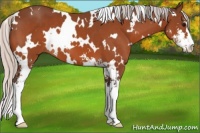Horse Color:White Spotted Silver Bay Sabino