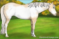 Horse Color:Silver Buckskin Pearl Sabino Frame 