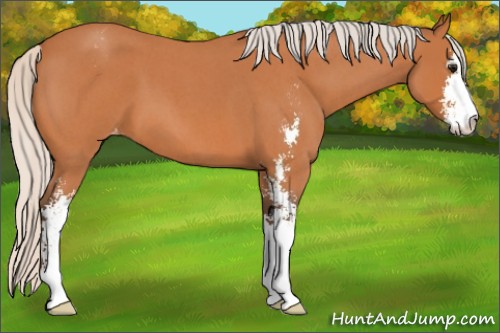 Horse Color:Silver Bay Roan Sabino Appaloosa 