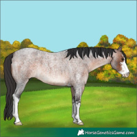 Horse Color:Brown Roan Sabino 