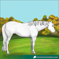 Horse Color:Gray Silver Perlino Sabino