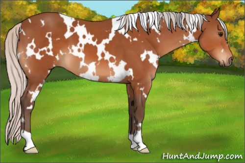 Horse Color:White Spotted Silver Bay 