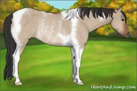 Horse Color:Brown Dun Tobiano Rabicano 