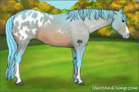 Horse Color:Watercolor Bay Appaloosa 