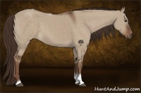 Horse Color:Liver Red Dun Tobiano 