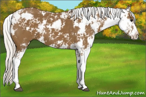 Horse Color:Silver Smoky Black Sabino 