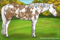 Horse Color:Silver Smoky Black Sabino 