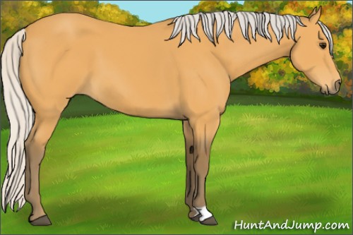 Horse Color:Silver Buckskin 